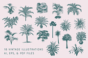 PALMS | 18 Vintage Vectors, an Illustration by Britt & Kit (Thumbnail 2 of 2)