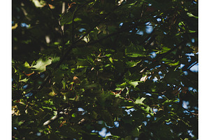 Dark moody background of thick maple