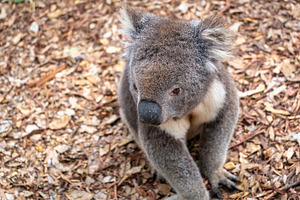 Koala sitting on a bed of dry leaves on Kangaroo Island, an Animal Photo by GoodGoods