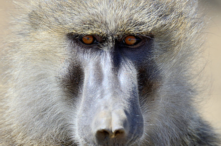 Monkey containing baboon, animal, and monkey, an Animal Photo by Byrdyak