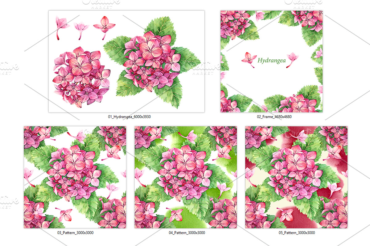 Watercolor Pink Hydrangea, an Illustration by Evgeniia Zagreeva (Photo 2 of 3)