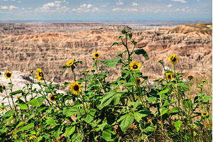 Wild sunflowers at Pinnacles, a Nature Photo by Leonid Andronov