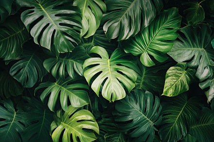 Lush tropical forest leaves create a vibrant green backdrop in a rainforest set, a Nature Photo by AlyaAnd