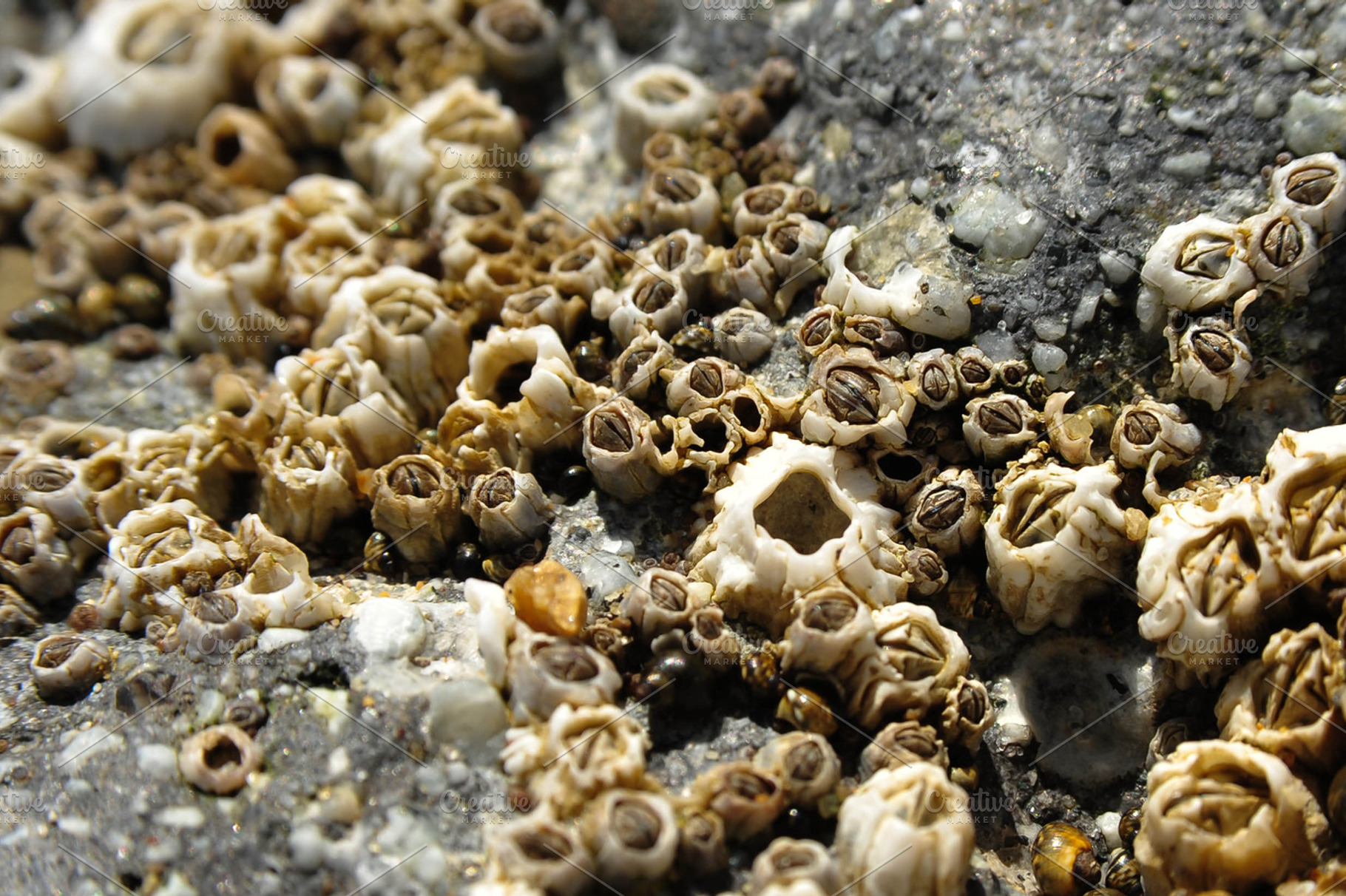 Barnacles featuring barnacles, ocean, and sea