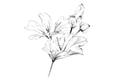 Malva (Mallow) Hand Sketches, an Object Graphic by VictoriaKStudio (Thumbnail 4 of 8)