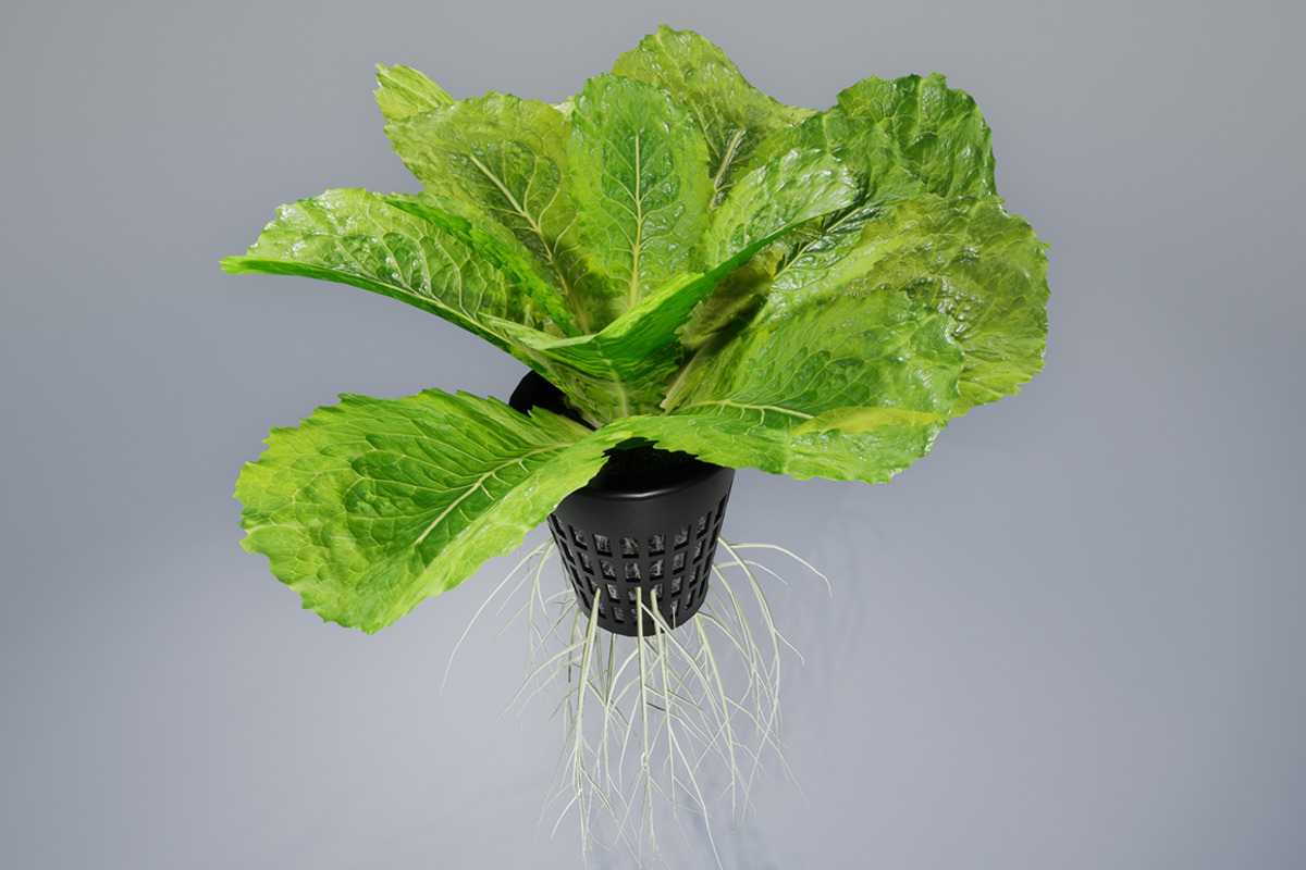 lettuce grean, a Food & Drink 3D Model by AndrewWhite (Photo 1 of 16)