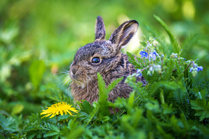 Young wild hare sitting among green meadow grass, an Animal Photo by Byrdyak