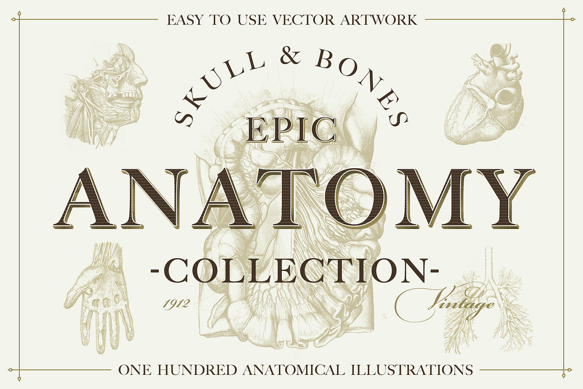100+ Vintage Anatomy Vectors, a Healthcare Illustration by Shizzle Stock (Photo 1 of 20)