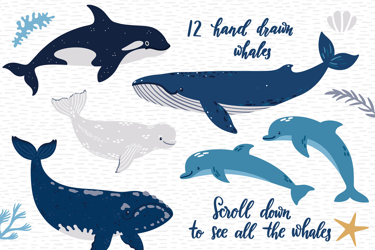 Cute Whales. Characters & patterns, an Animal Illustration by MagicForestory (Photo 3 of 12)