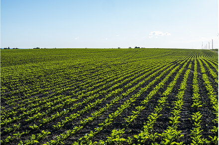 Rows of sugar beet field with leafs, a Nature Photo by volodymyrshtun13795