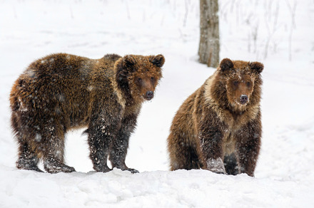 Close-up two brown bear in winter forest. Danger animal in natur, an Animal Photo by Byrdyak