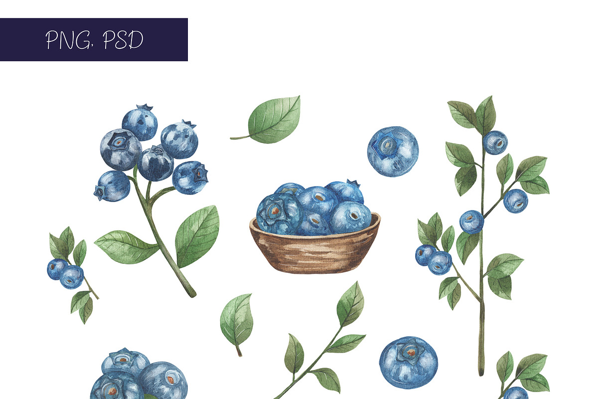 Blueberry watercolor collection, an Object Illustration by Pattern + watercolor (Photo 5 of 10)