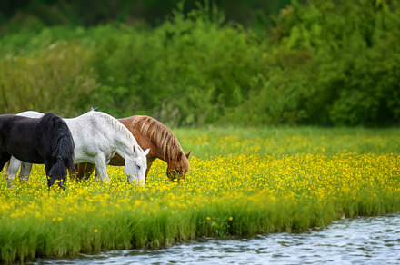 White, black and brown horse on field of yellow flowers by the r, an Animal Photo by Byrdyak