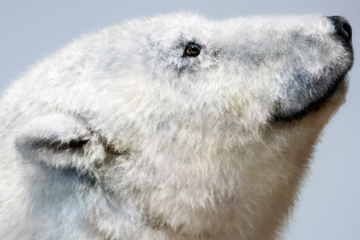 28 Realistic FUR Clip Studio Brushes, a Brush Add-On by Eldar Zakirov's (Photo 3 of 8)