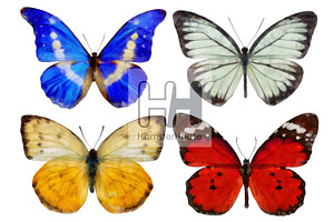 Watercolor Butterflies, 10 Png