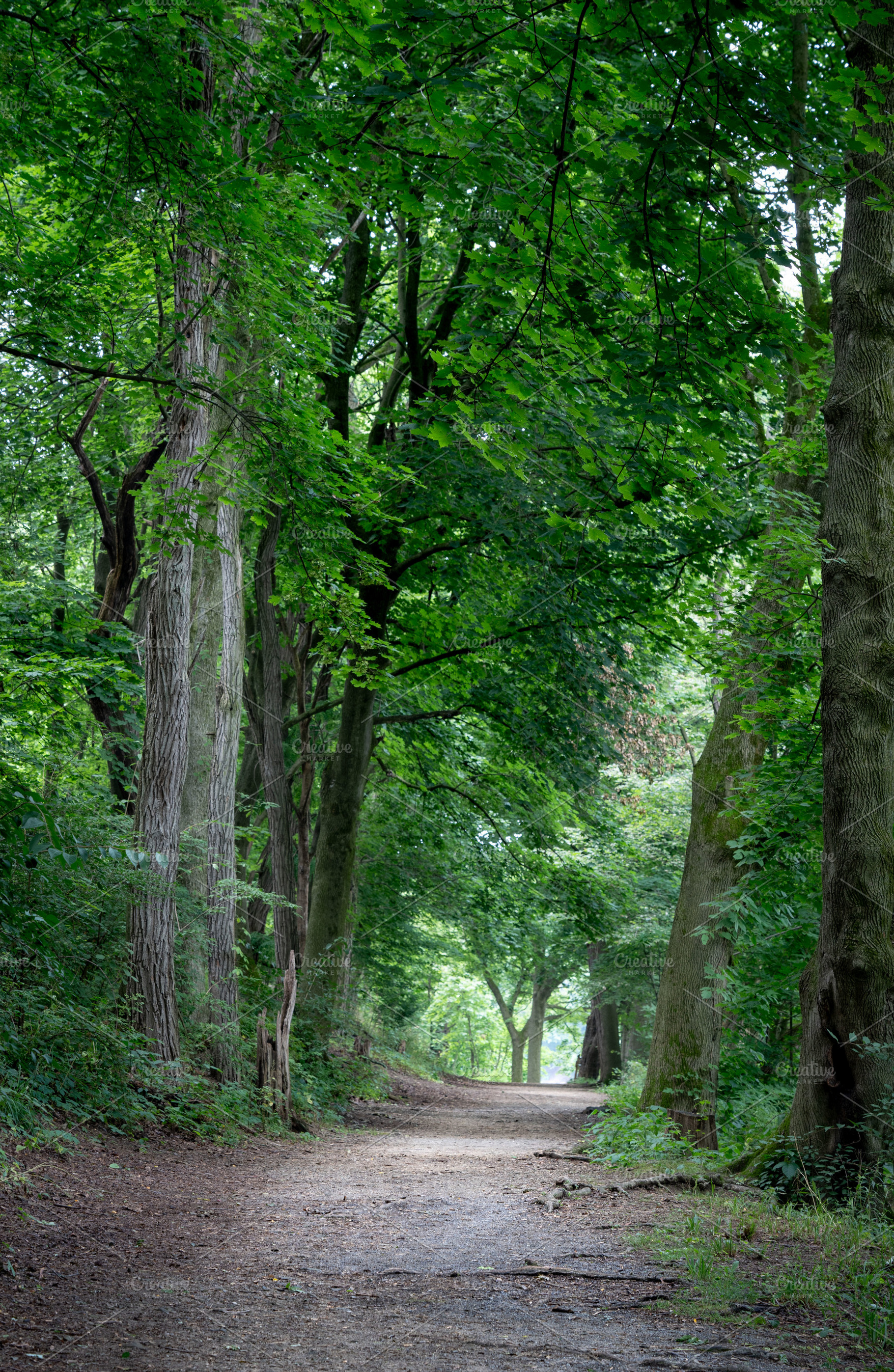 Dirt Pathway in the Forest, a Photo by Clinton Weaver