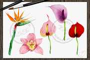 Tropical Big Pack Watercolor Clip, a Decorative Illustration by DioFlow (Thumbnail 16 of 26)