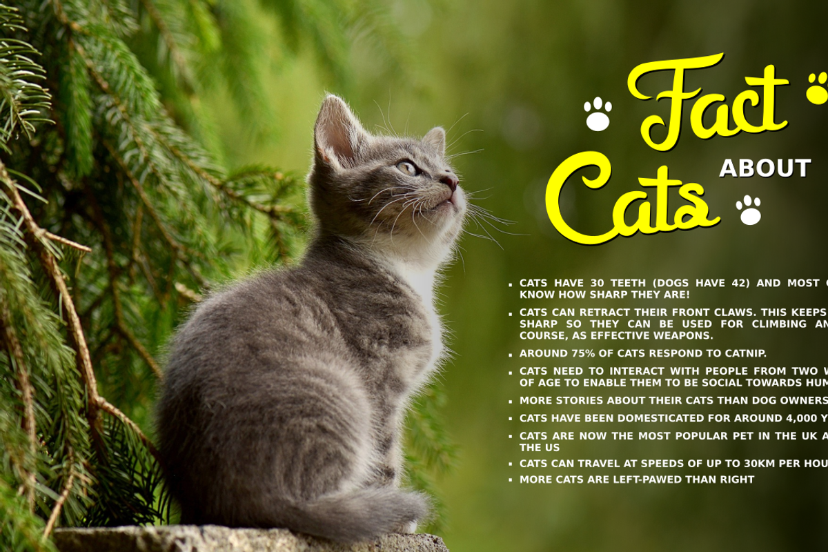 Mellifret script font, a Script Font by Java pep (Photo 9 of 11)