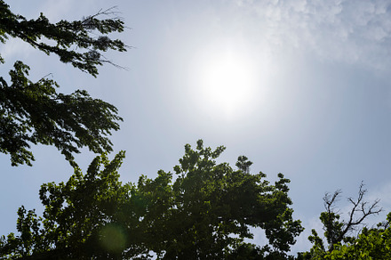 beautiful green lime trees in warm sunny weather, a Photo by MyPhotos
