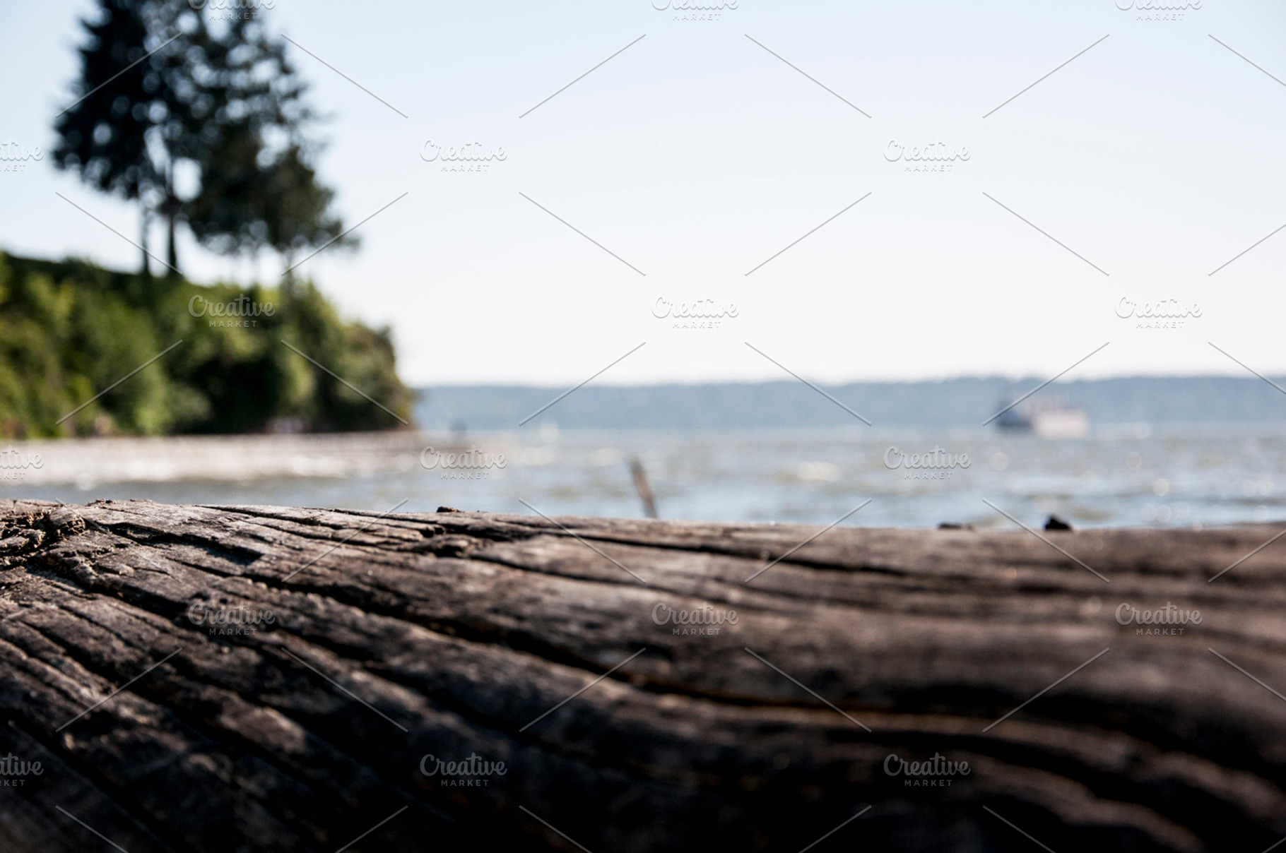 Woody Perspective