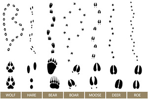 Animal Track, Vector Brushes