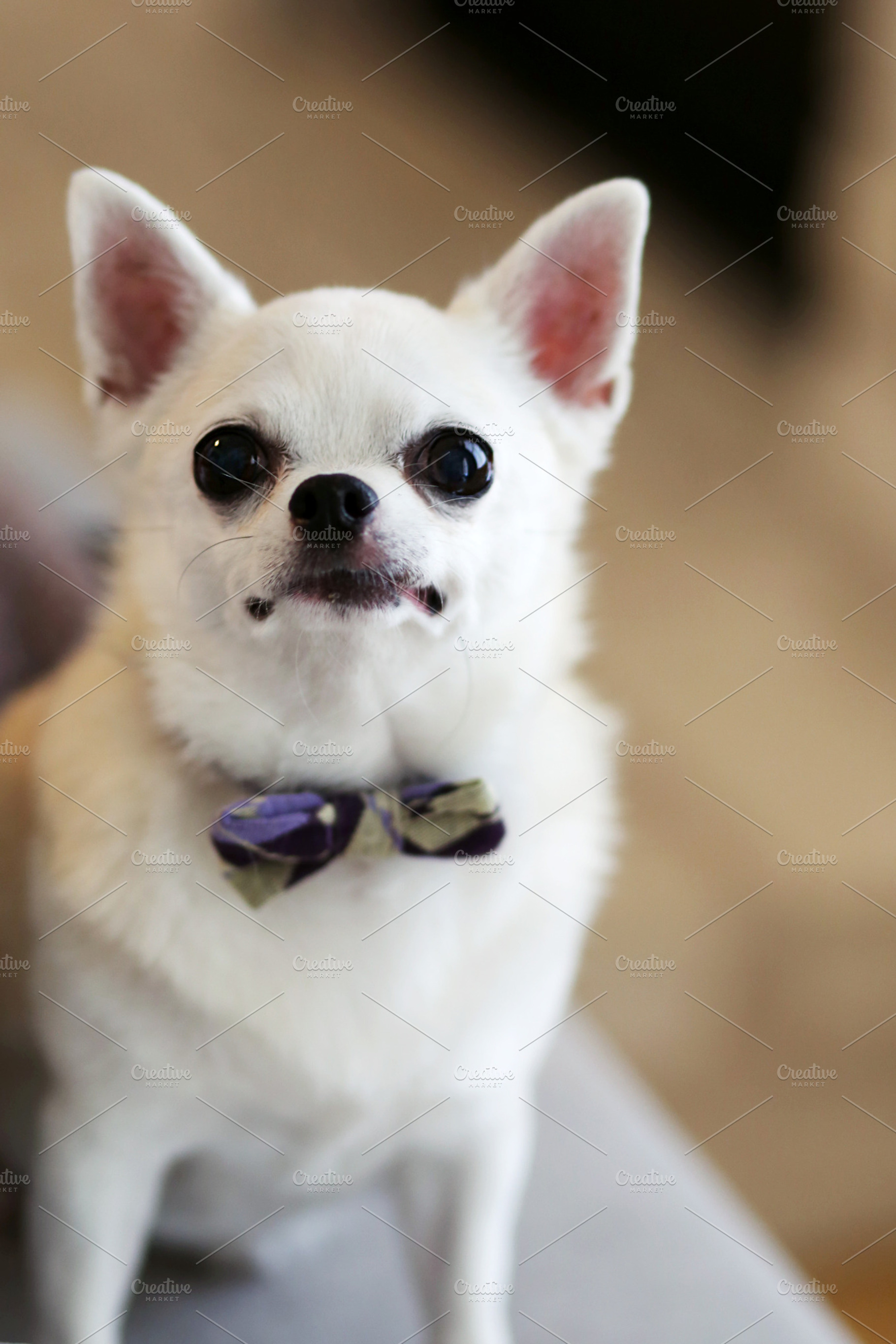 Dapper Dog