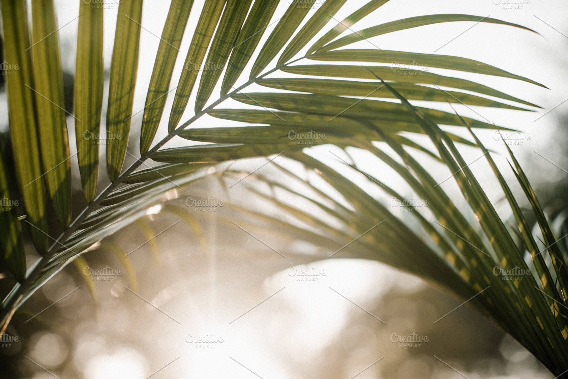 Palm fronds in sunlight, a Holiday Photo by GetMockups