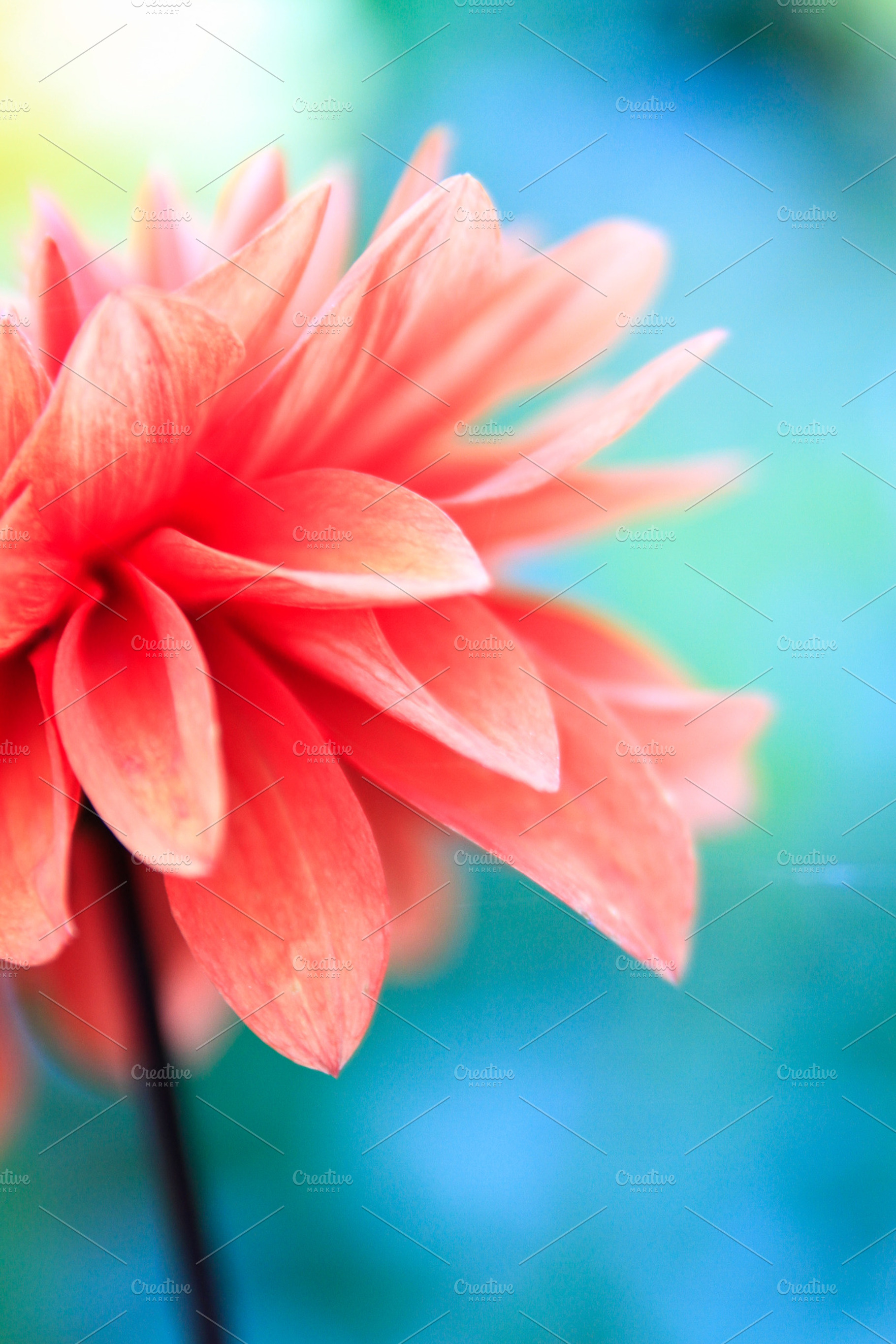 Pink flower closeup stock photo containing flower and nature, a Nature Photo by What The World