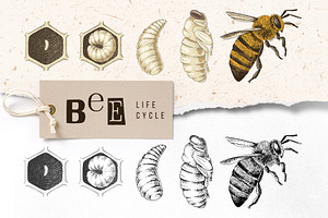 Hand drawn life cycle of a honey bee