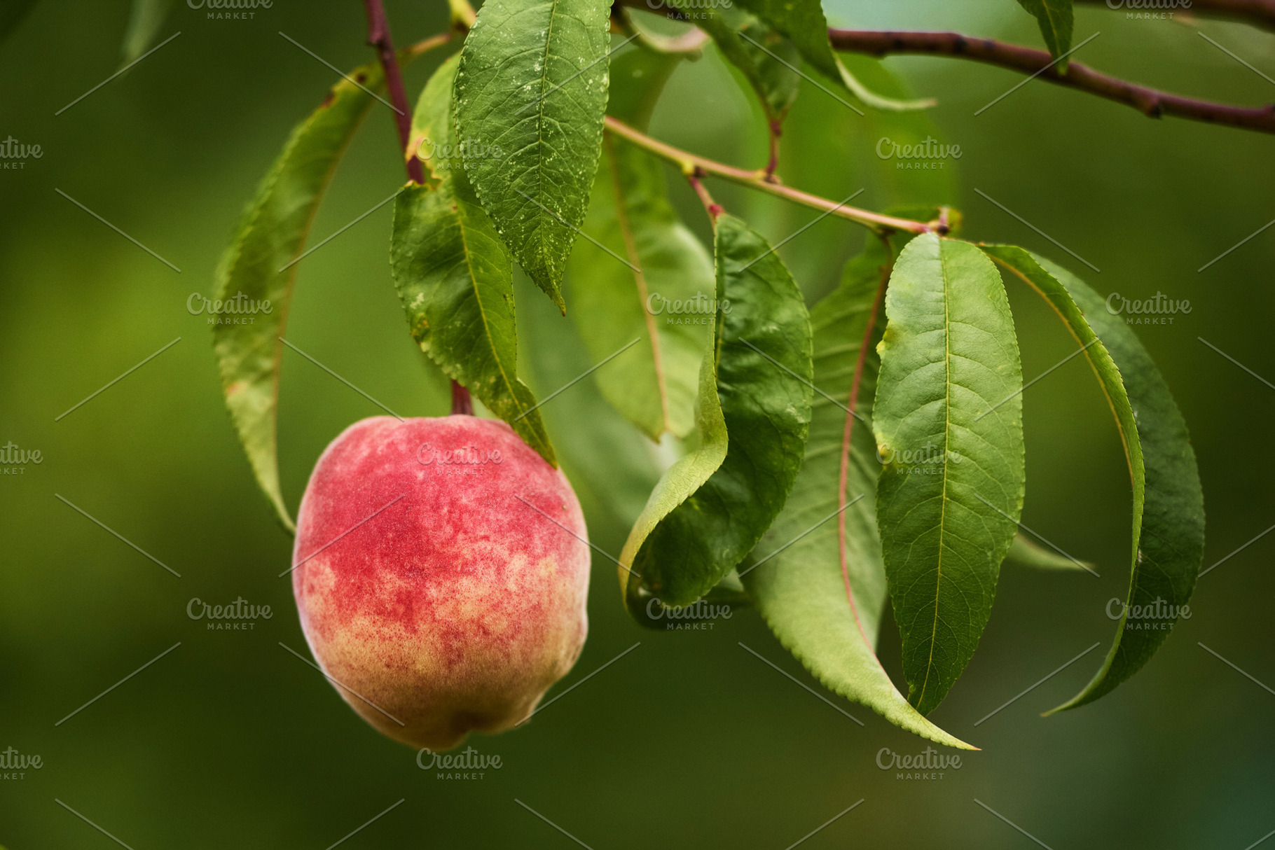 Ripe peach hanging on tree branch with copy space photo. Close-up photo of fres, a Nature Photo by Rohan Photography