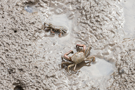 Sentinel crab - macrophthalmus erato, a Background Photo by Smith Chetanachan
