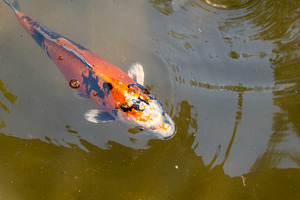 Colorful koi fish in Shukkei-en Japanese garden in Hiroshima, Ja, an Animal Photo by GoodGoods