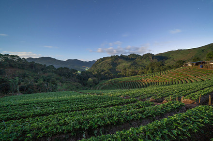 Green fresh tea or strawberry farm, agricultural plant fields in, a Background Photo by Tampatra
