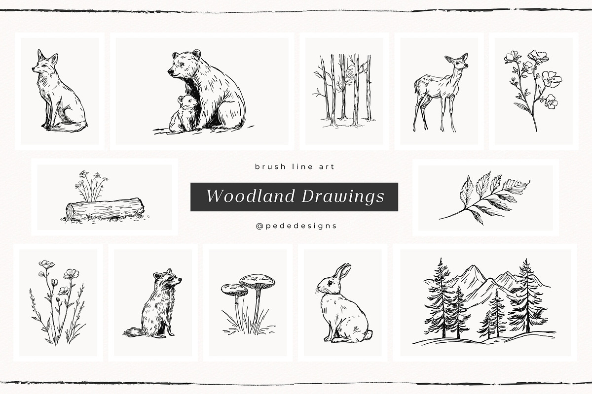 Woodland Drawings, an Animal Illustration by PeDe Designs (Photo 4 of 9)