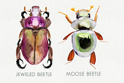 Hand-Painted Beetles, a Graphic by Brianna Perdue (Thumbnail 2 of 2)