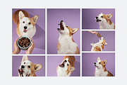 Dog Treats Studio Photo Pack, an Animal Photo by Animalistica (Thumbnail 2 of 3)