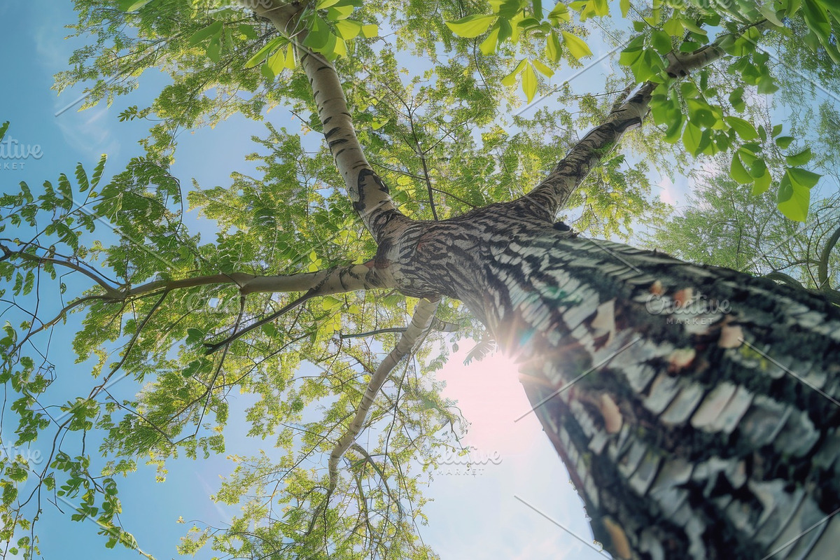 98 Trees view from below, a Nature Photo by Handmadefont (Photo 45 of 98)