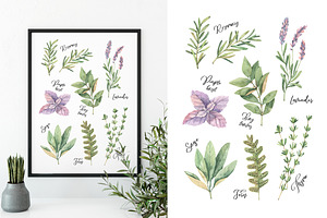 Watercolor Herbs Sage, Fern, Basil