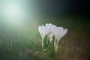 Delicate white crocuses blooming on a spring lawn among green gr, a Nature Photo by ndanko
