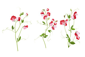 Vector Object Brushes. Sweet Pea.