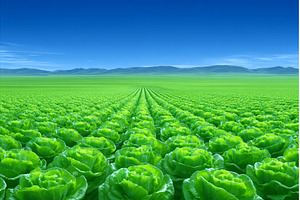 Organic lettuce grows abundantly in, a Nature Photo by ZinetroN