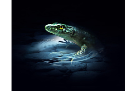 Lizard on the dark, an Animal Photo by BazziBa♥