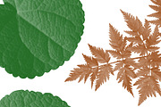Leaf brush stamps Photoshop, a Brush Add-On by Chipshpow Graphics (Thumbnail 5 of 8)