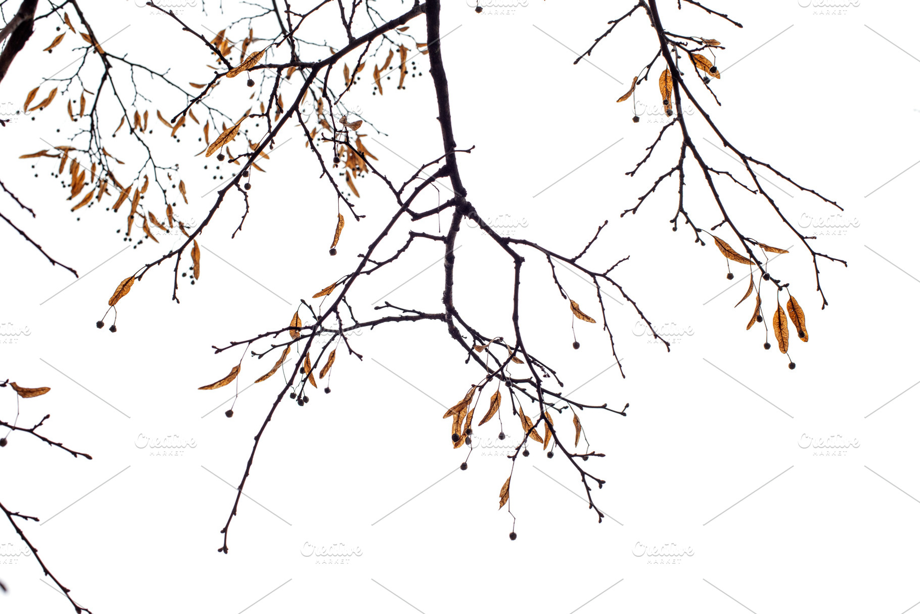 Tree branches isolated on the white containing wood, isolated, and nature, a Nature Photo by UltraShop