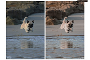World of Pets Dogs Lightroom Presets, a Preset Add-On by HappyNews (Thumbnail 2 of 7)