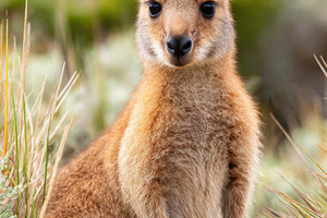 Close-up of a wallaby in natural sunlight, an Animal Photo by AlyaAnd