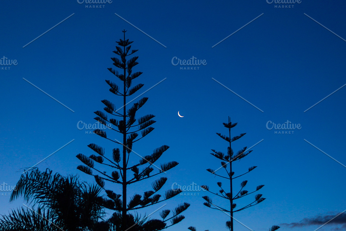 Fern & Moon, New Zealand, a Nature Photo by Spencer Thayer Studios (Photo 5 of 5)