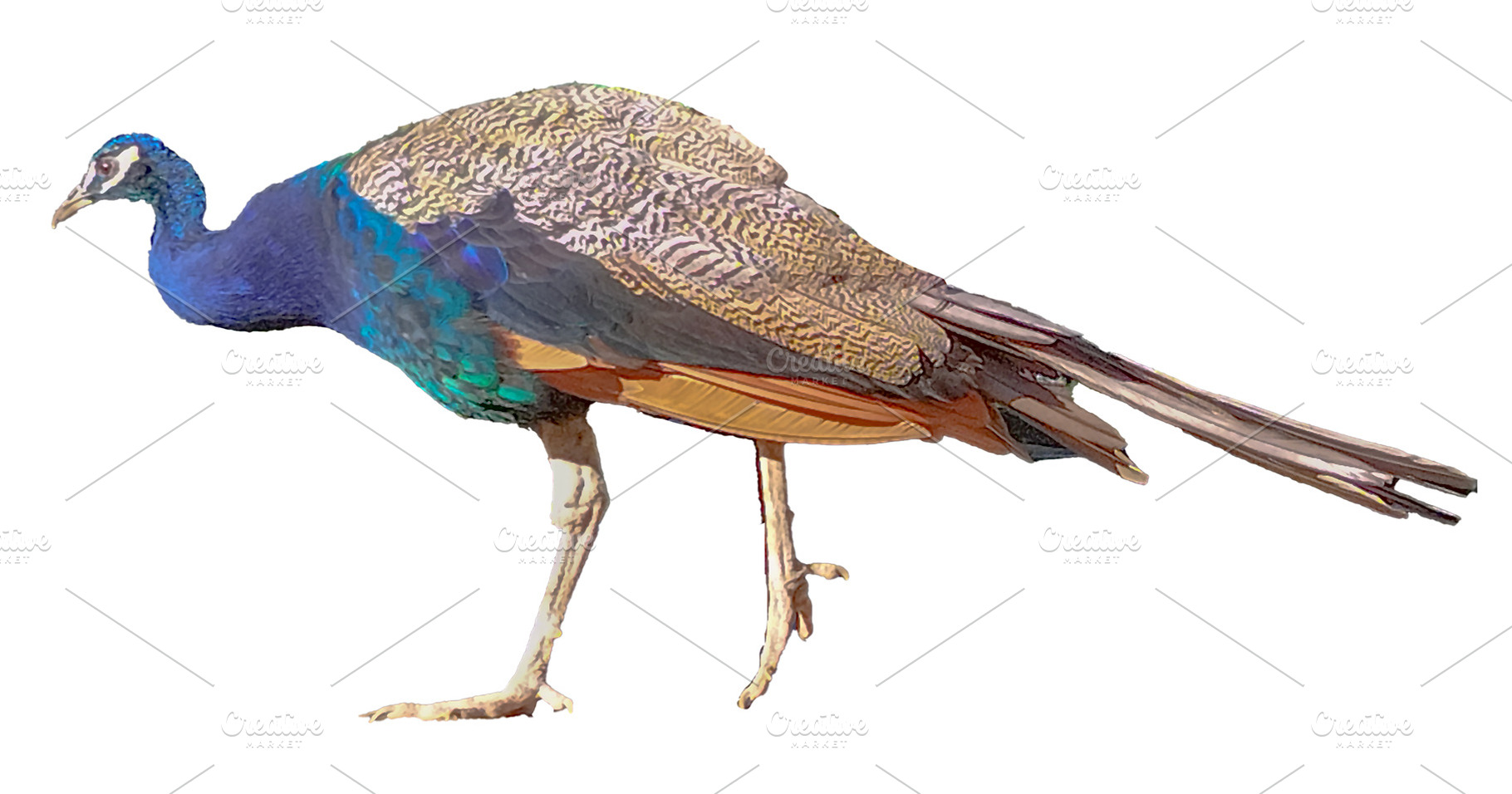 Side view full body peacock isolated photo, an Animal Photo by DanFLCreativo