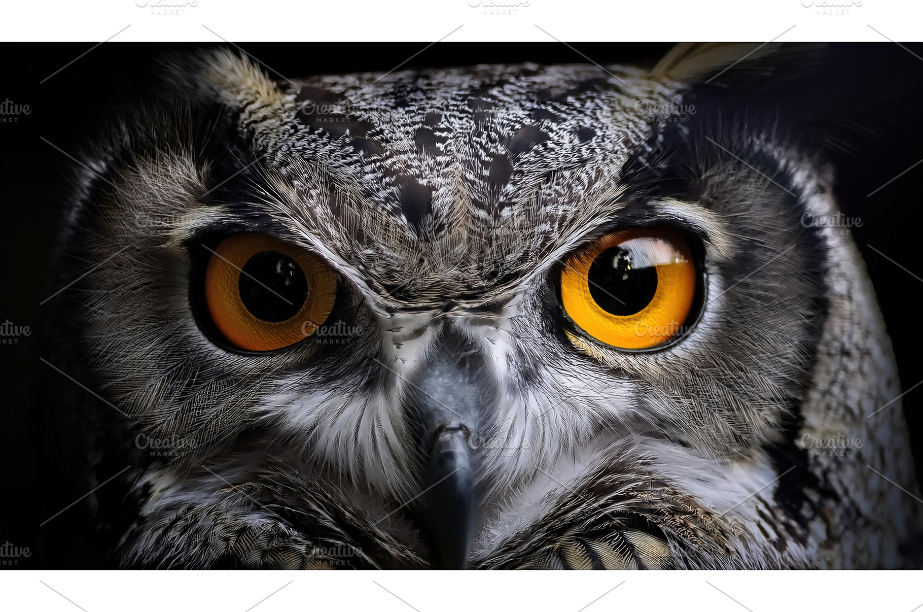 Close-up of an owl's intense golden, an Animal Photo by Igor Tichonow