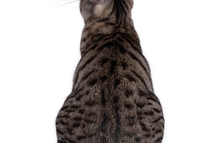 Kurilian Bobtail cat on white